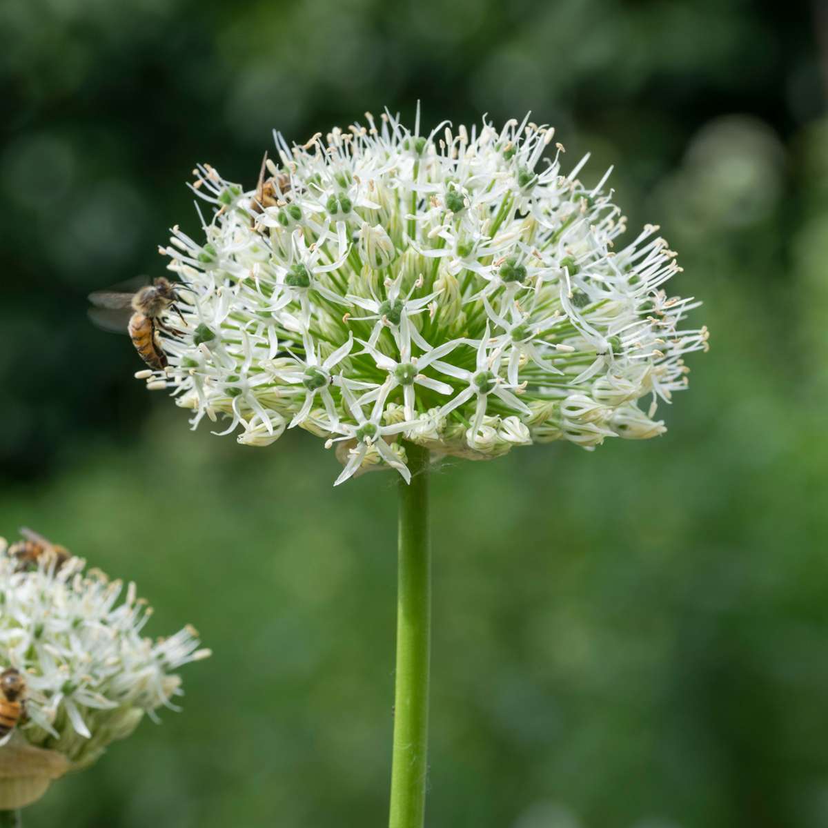 Other Types Of Flower Bulbs Blumenzwiebeln - 35 Stück - Sunny Garden Box - Anemone, Allium, Narzisse