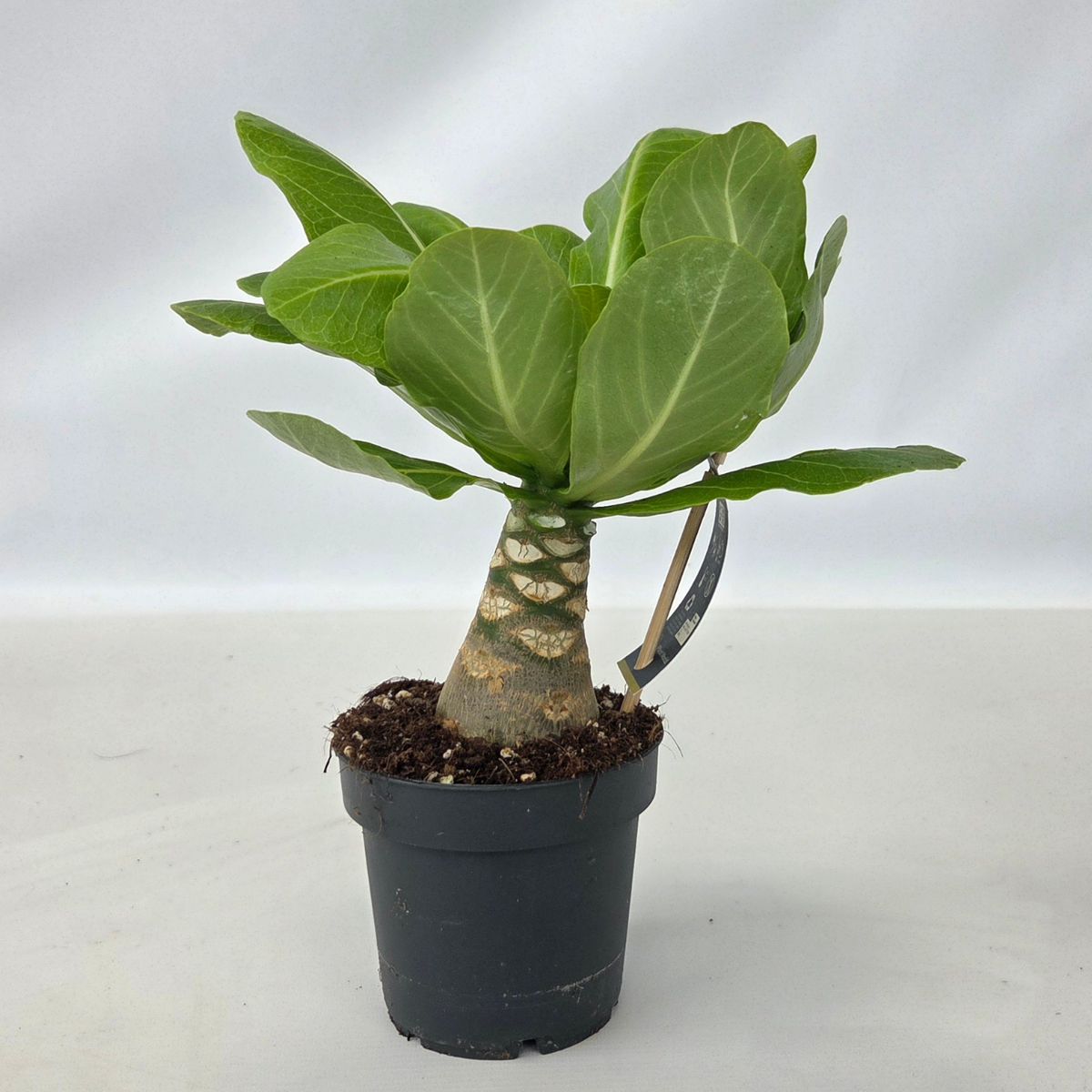 Blooming Houseplants Hawaii-Palme - Brighamia Insignis - Höhe 25-35Cm - Topf 12Cm