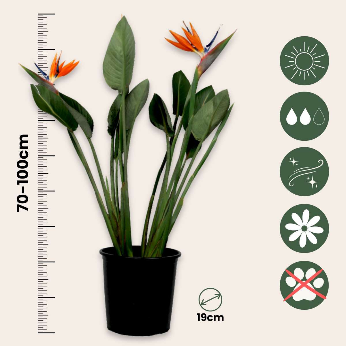 Strelitzia Paradiesvogelblume - Strelitzia Reginae - Mit Blüten - Höhe 70-100Cm - Ø19Cm