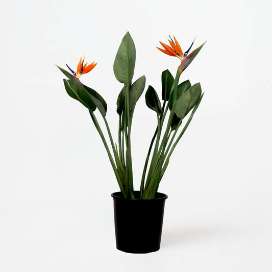 Strelitzia Paradiesvogelblume - Strelitzia Reginae - Mit Blüten - Höhe 70-100Cm - Ø19Cm