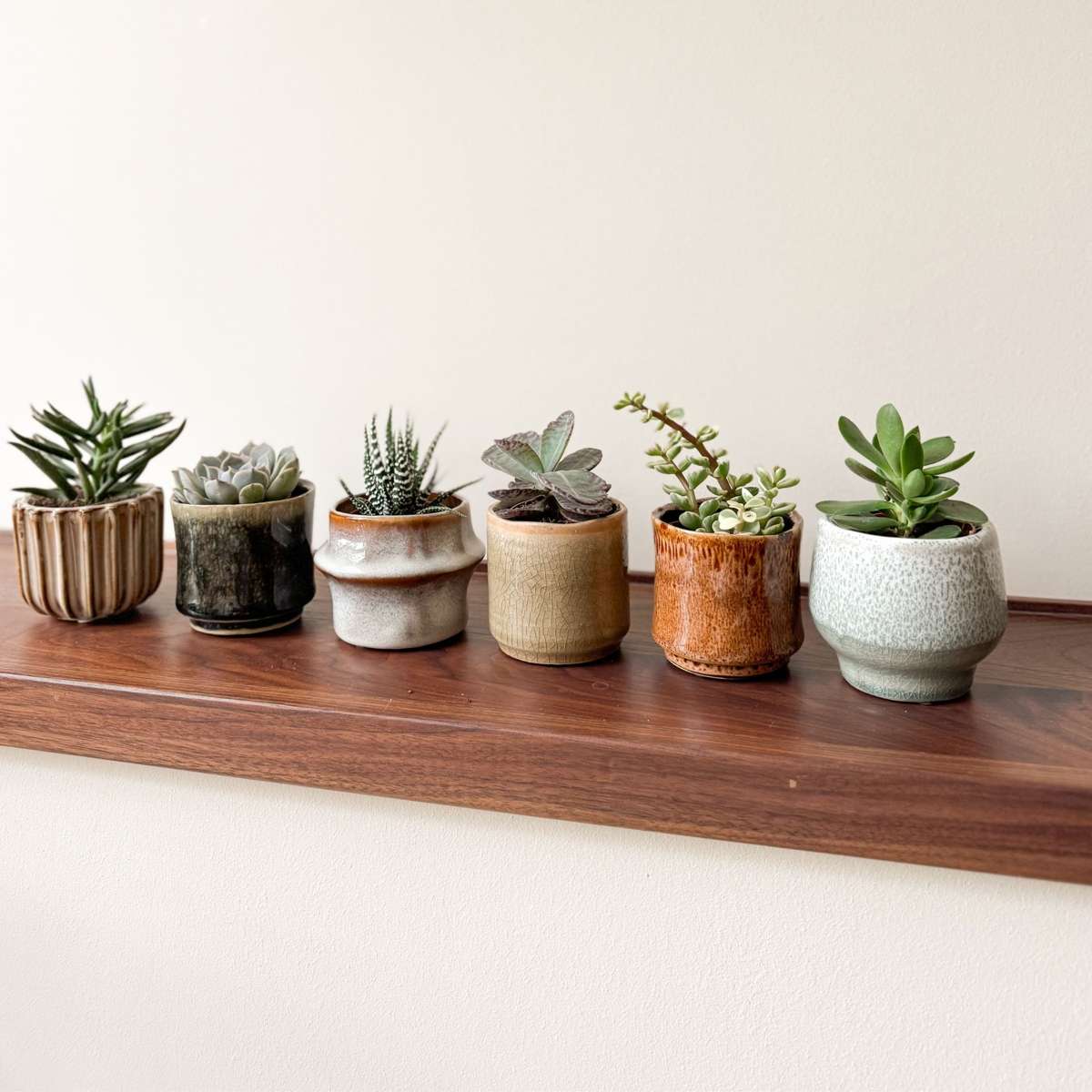 Sukkulenten Set – 60 Stück Succulent Mix – Höhe 5–10cm Ø6cm – Pflegeleichte Zimmerpflanzen für Deko Büro Zuhause – Bunte Mixbox mit 6 Sorten Wasser speichernden Pflanzen