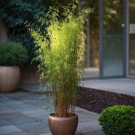 Out Of Category Garden Plants Bambus - 12 Stk - Fargesia Nitida 'Red Dragon' - Höhe 60-80Cm - ⌀17Cm