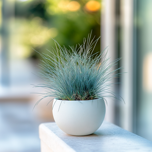 Out Of Category Garden Plants Blaugrünes Schwingel - 18 Stk - Festuca Glauca Elijah Blue - Höhe 10-15Cm - ⌀9Cm