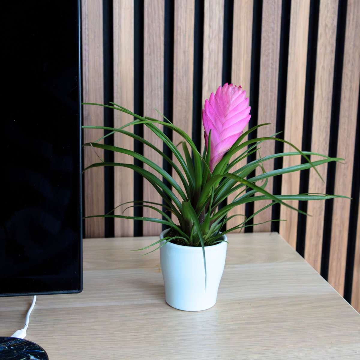 Blooming Houseplants Tillandsia Cyanea ‘Pastel’ – Set Mit 3 Stück Im Topf – Höhe 20–30Cm – Ø7Cm