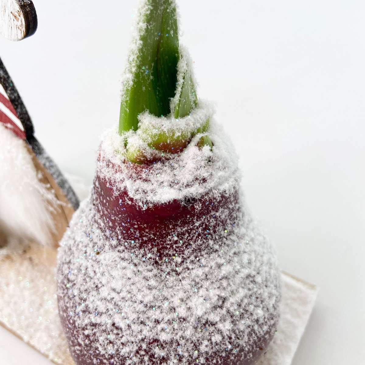 Amaryllis - Hippeastrum 'Winterwunderland Wichtel'