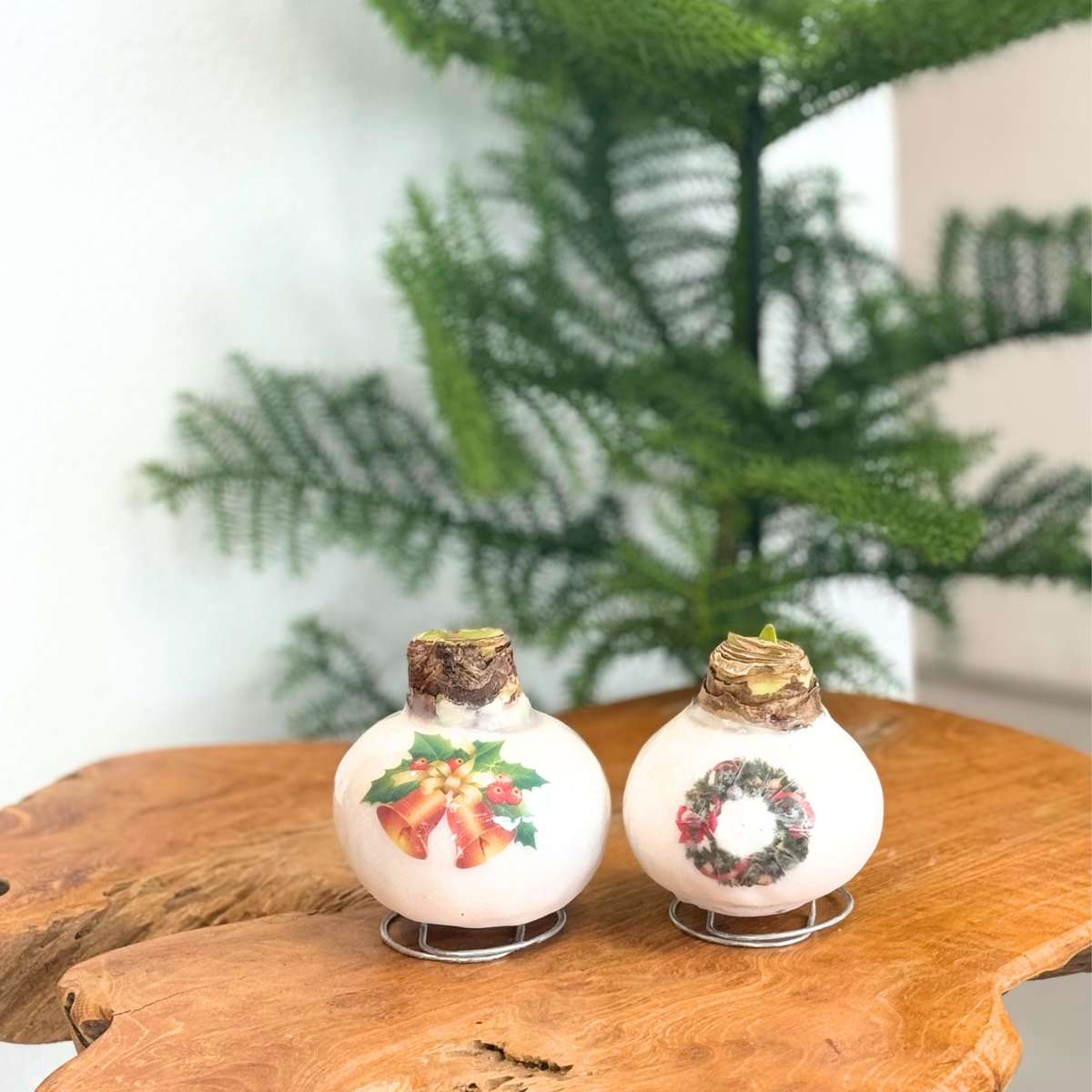 Amaryllis - Hippeastrum 'Porzellan Wachs Kranz'