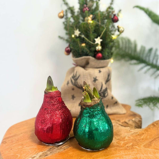 Amaryllis - Hippeastrum 'Glitzer Duo' - Rot Und Grün