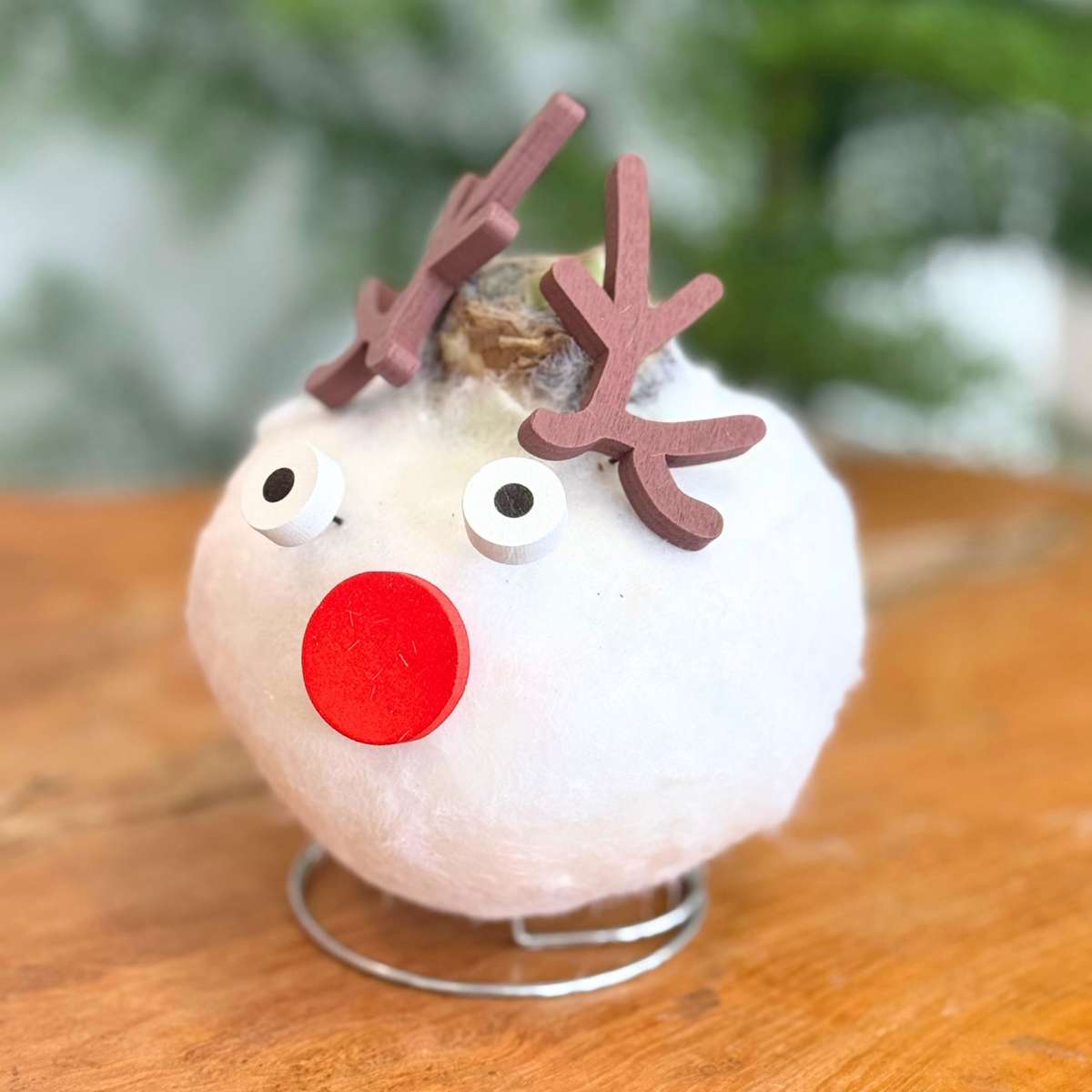 Amaryllis - Set Mit 2 - Hippeastrum 'Wachs Spezial Mix'