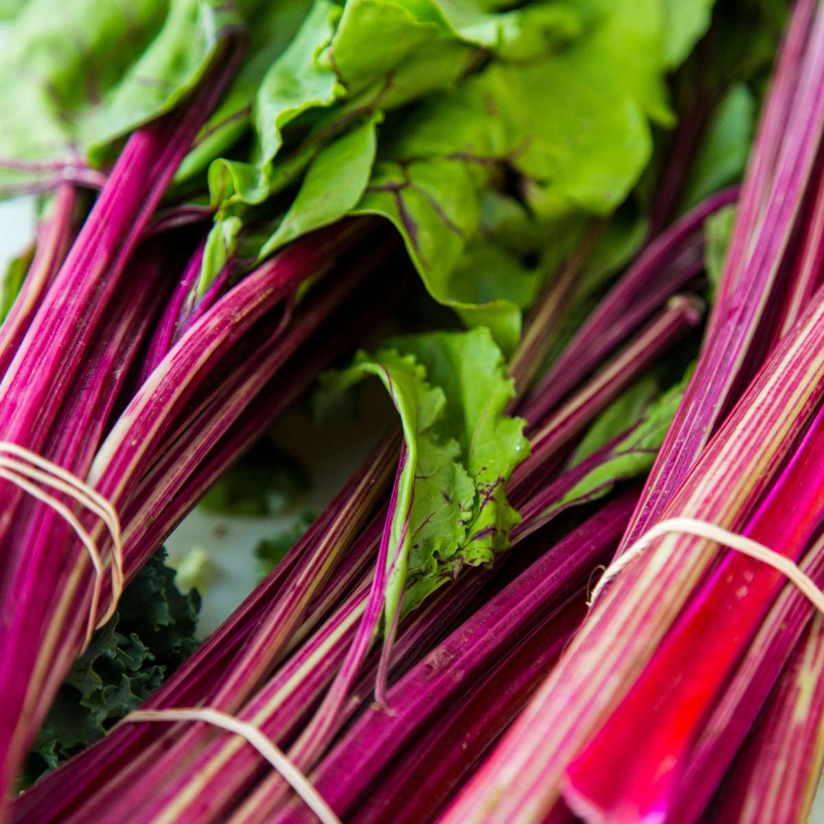 Rhabarber Set – 2x Rheum rhabarbarum – Höhe 50–60cm Ø15cm – Winterharte Gemüsepflanze mit kräftigen Stielen – Mehrjährig pflegeleicht für Beet Garten Küche