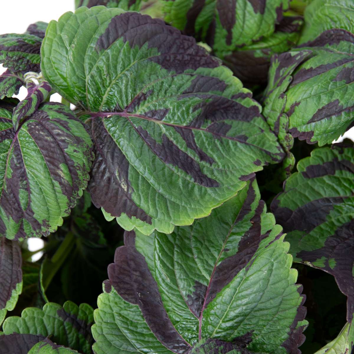 Other Green Houseplants Buntnessel - Coleus Tiger - Höhe 25-35Cm - Ø17Cm