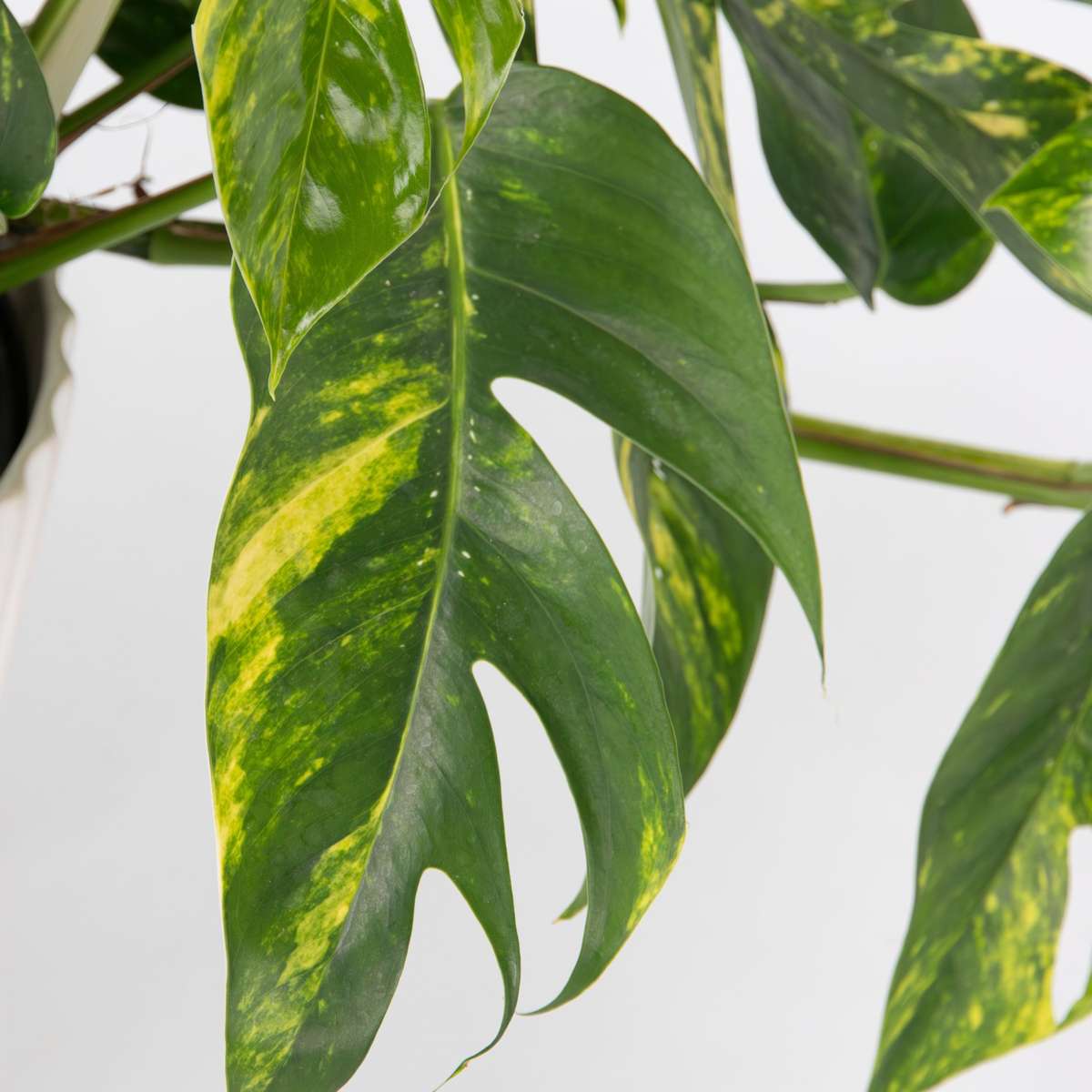 Other Green Houseplants Epipremnum 'Goldfinger' - Drachenranke - Höhe 25-35Cm - Ø17Cm