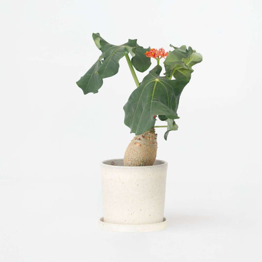 Jatropha Podagrica – Flaschenpflanze Höhe 25–45cm ⌀13cm – Tropische Sukkulente mit verdicktem Stamm & roten Blüten – Pflegeleichte Zimmerpflanze für helle Standorte