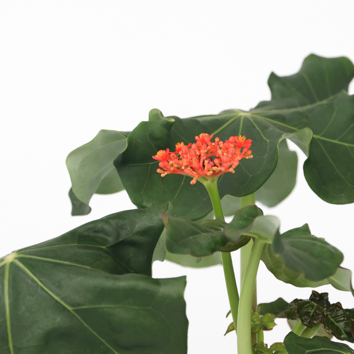 Jatropha Podagrica – Flaschenpflanze Höhe 25–45cm ⌀13cm – Tropische Sukkulente mit verdicktem Stamm & roten Blüten – Pflegeleichte Zimmerpflanze für helle Standorte