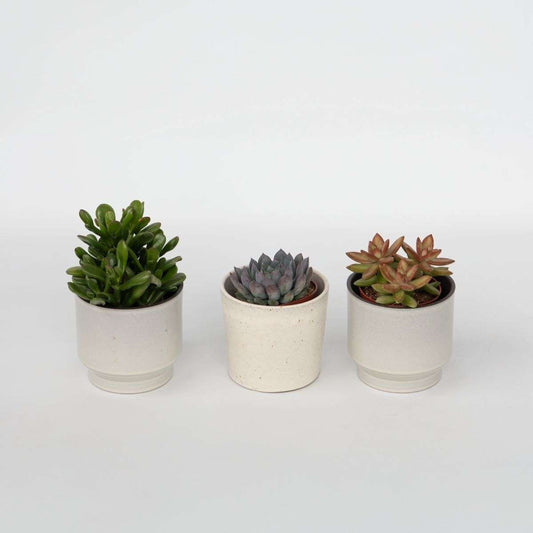 Succulents Sukkulenten - 3 Stk - Succulent Mix - Höhe 15-20Cm - ⌀10,5Cm