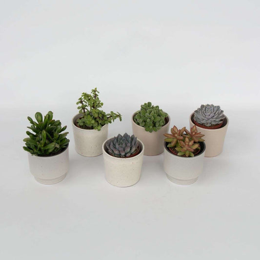 Succulents Sukkulenten - 6 Stk - Succulent Mix - Höhe 15-20Cm - ⌀10,5Cm