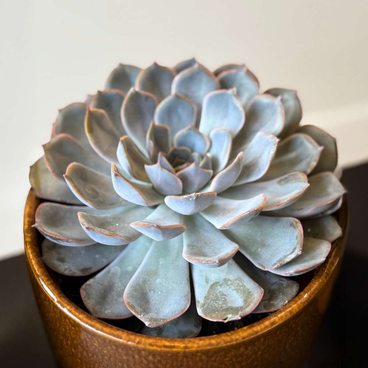 Succulents Sukkulenten - 3 Stk - Succulent Mix - Höhe 30-35Cm - ⌀17Cm