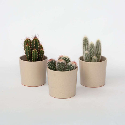 Cactus Kakteenmix - Set Von 3 - Kaktus - Höhe 15-20Cm - ⌀10,5Cm