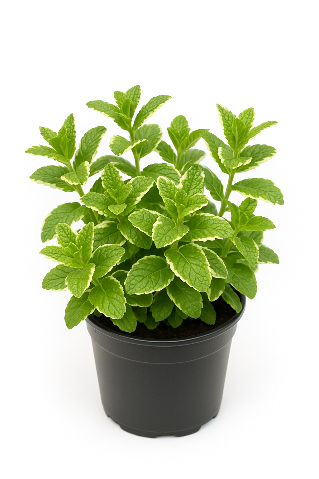 Ananasminze (Mentha suaveolens variegata) – winterharte Kräuterpflanze für Garten & Balkon – fruchtig-erfrischendes Aroma für Tee, Getränke & Küche – pflegeleicht & dekorativ mit grün-weißem Blatt