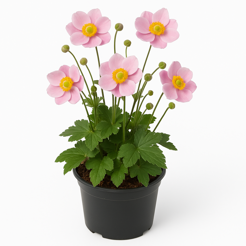 Anemone hupehensis (Herbst-Anemone) – gefüllt rosa blühend – winterharte Staude 60–70cm – pflegeleicht & insektenfreundlich für Halbschatten und sonnige Standorte