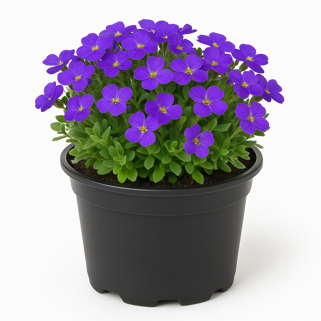 Aubrieta (Blaukissen) ‘Audrey Blue Shades’ – immergrüne Polsterstaude 10cm – blau blühend April–Mai – winterhart & insektenfreundlich für Steingarten, Mauer & Beet