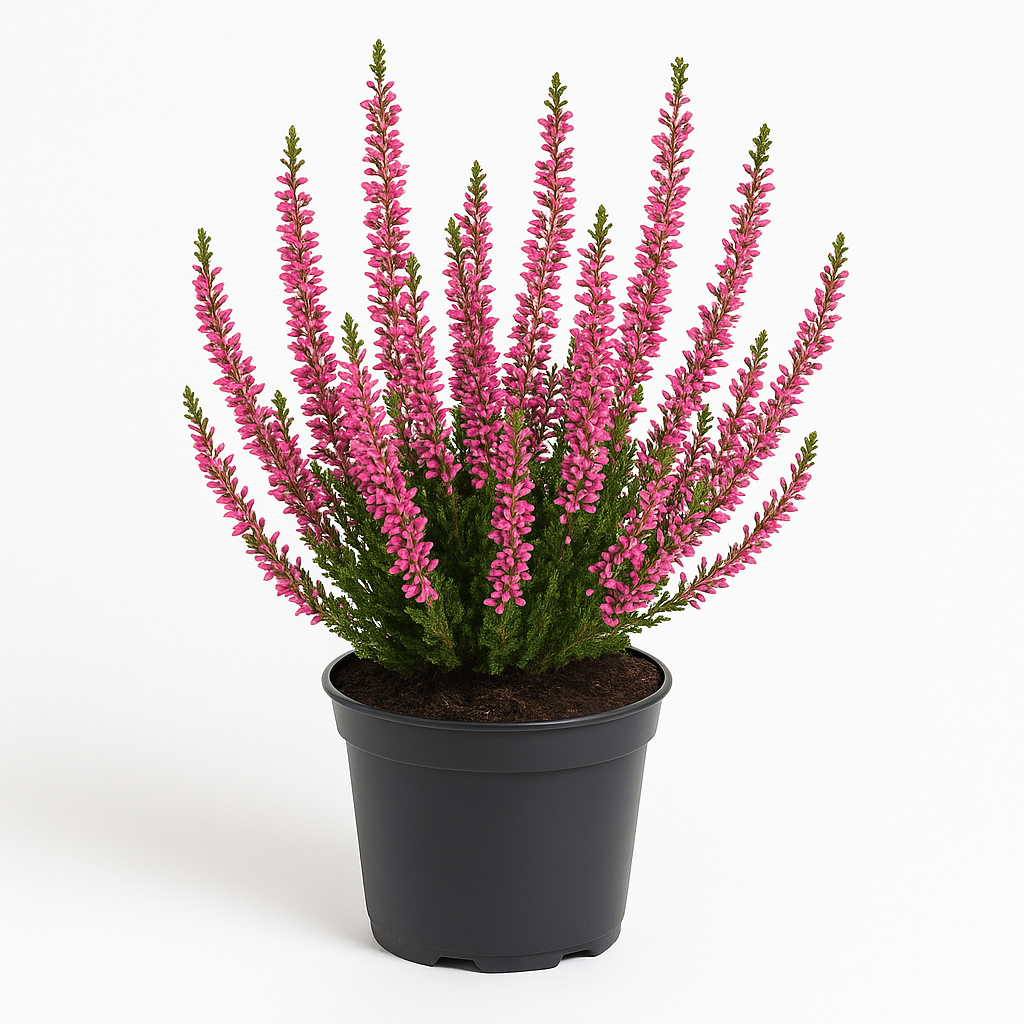 Besenheide (Calluna vulgaris) – rosa blühendes Heidekraut – 6 Pflanzen – winterharte & immergrüne Staude für Beet, Balkon & Kübel – pflegeleicht, bienenfreundlich & frostfest