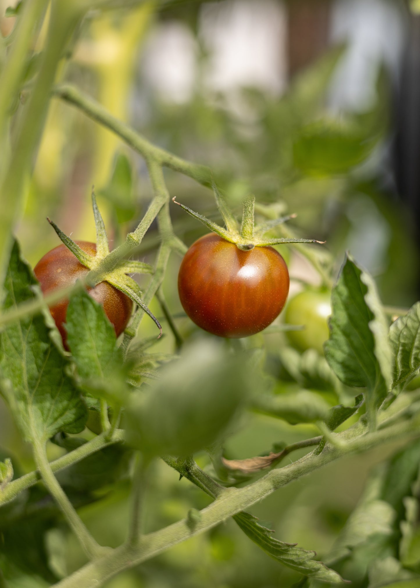 Black Cherry Tomatensamen – Historische, samenfeste Kirschtomate mit dunkelviolettem Fruchtfleisch – 10 Samen – Aromatische Tomatenpflanzen für Garten & Gewächshaus
