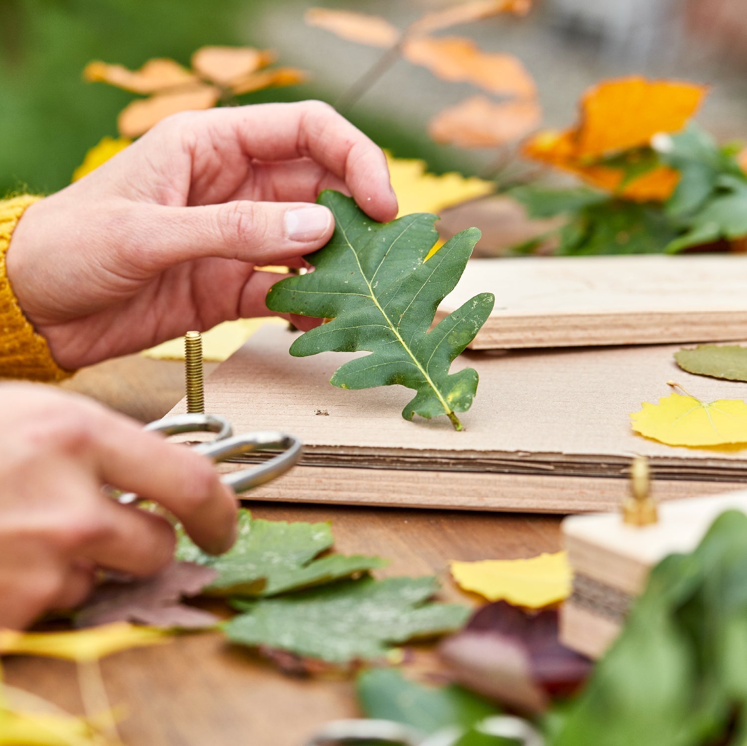 Blattpresse für Blätter & Blüten