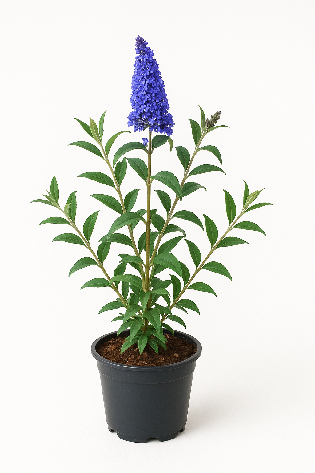 Buddleja davidii ‘Ellen’s Blue’ – Sommerflieder / Schmetterlingsstrauch – blauviolette Blüten, stark duftend & insektenfreundlich – winterhart & pflegeleicht für Garten, Beet & Kübel