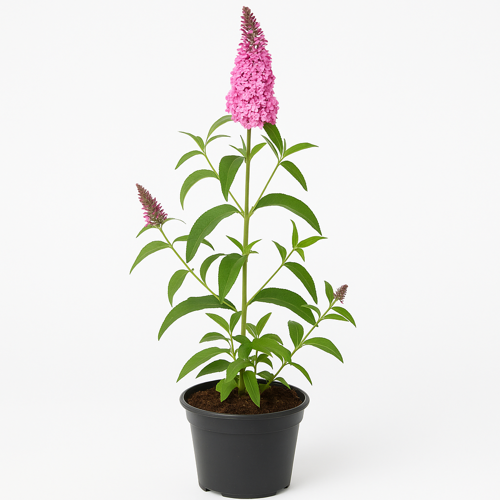 Buddleja davidii ‘Pink Delight’ – Sommerflieder / Schmetterlingsstrauch – dunkelrosa Blüten, duftend & insektenfreundlich – winterhart & pflegeleicht für Garten, Beet & Kübel