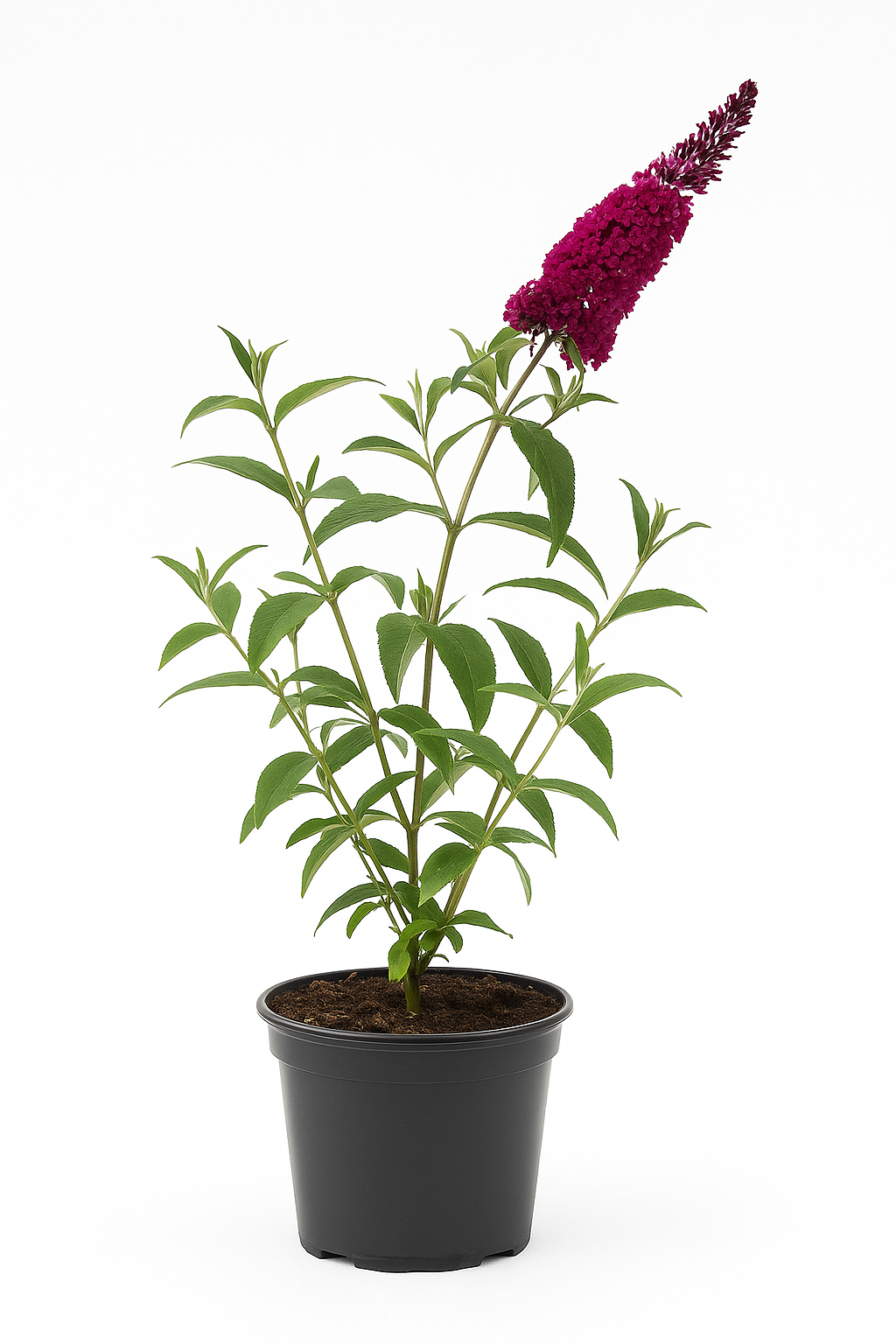 Buddleja davidii ‘Royal Red’ – Sommerflieder / Schmetterlingsstrauch – purpurrote Blüten, winterhart & insektenfreundlich – duftender Zierstrauch für Garten, Beet & Kübel