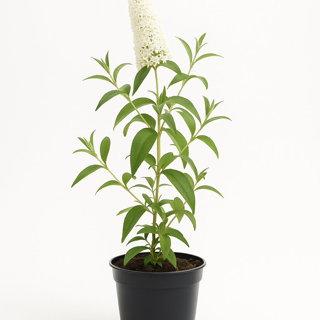 Buddleja davidii ‘White Profusion’ – weißblühender Sommerflieder & Schmetterlingsstrauch – duftender Zierstrauch, insektenfreundlich & winterhart – ideal für Garten, Beet & Kübel