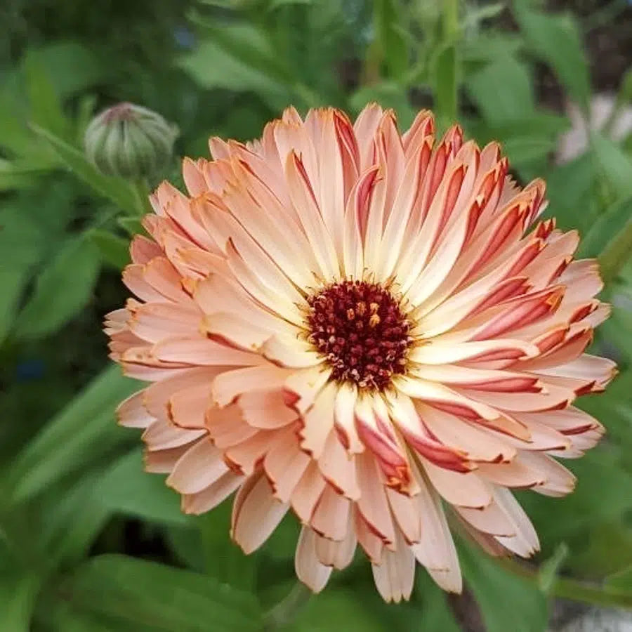 Calendula Bronzed Beauty – Ringelblumen Samen – Pfirsichfarbene Blüten mit schokoladenbrauner Mitte – Schnittblume mit langen Stielen – Schnell blühende Cool Flower