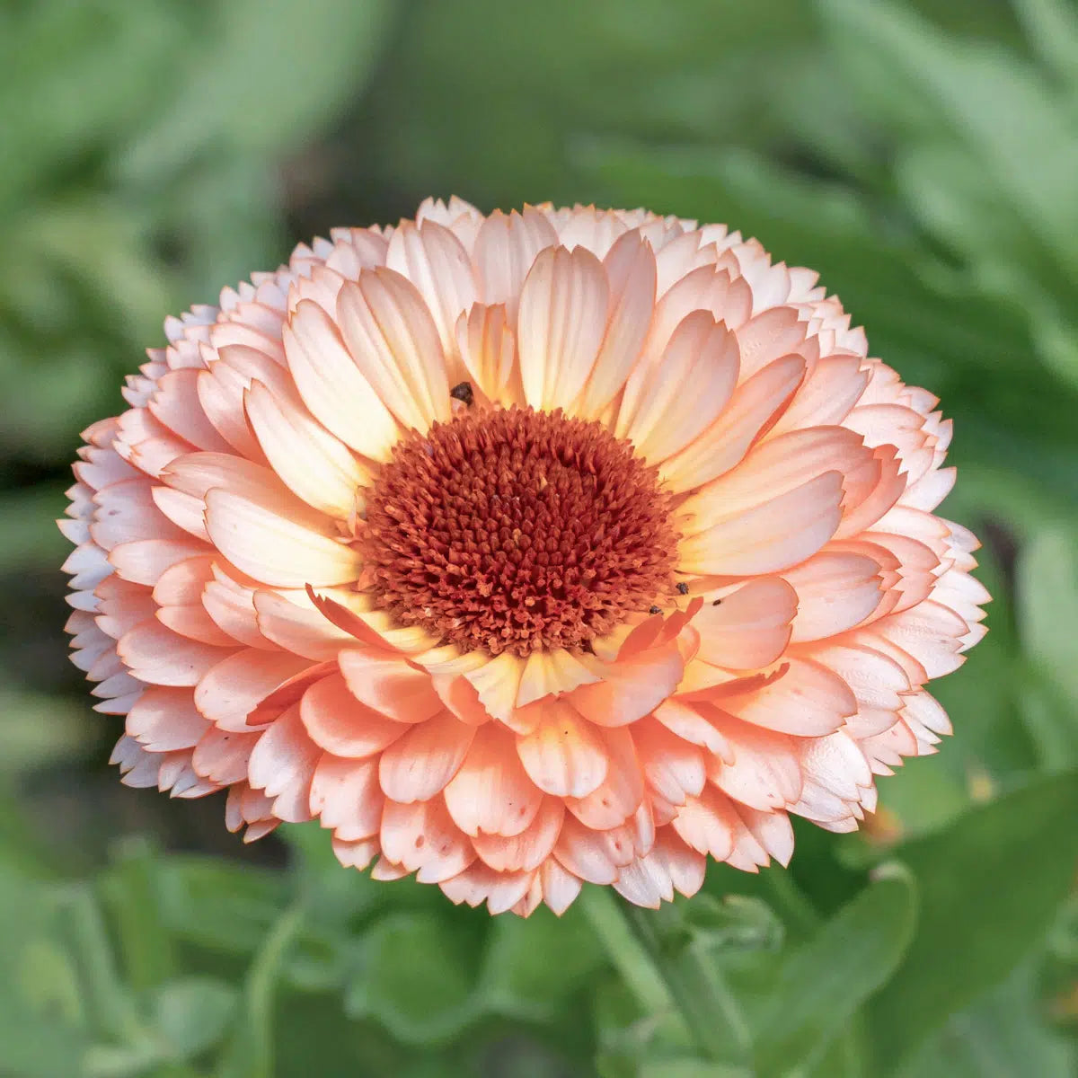 Calendula Pink Surprise – Ringelblumen Samen – Zartrosa Blüten mit Apricot-Mitte – Schnell blühende Cool Flower – Schnittblume für Beet, Garten & Balkon