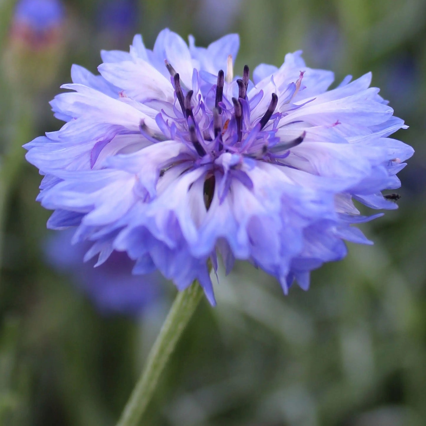 Centaurea cyanus Classic Fantastic – Kornblumen Samen – Blaue Mischung Himmelblau Dunkelblau Weiß – Hohe Cool Flower Schnittblume für Beet & Garten