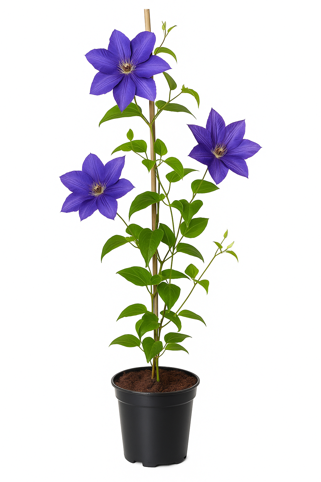 Clematis ‘The President’ – großblumige blauviolette Waldrebe – winterharte, reichblühende Kletterpflanze für Zäune, Pergolen & Rankgitter – Blüte Mai–September
