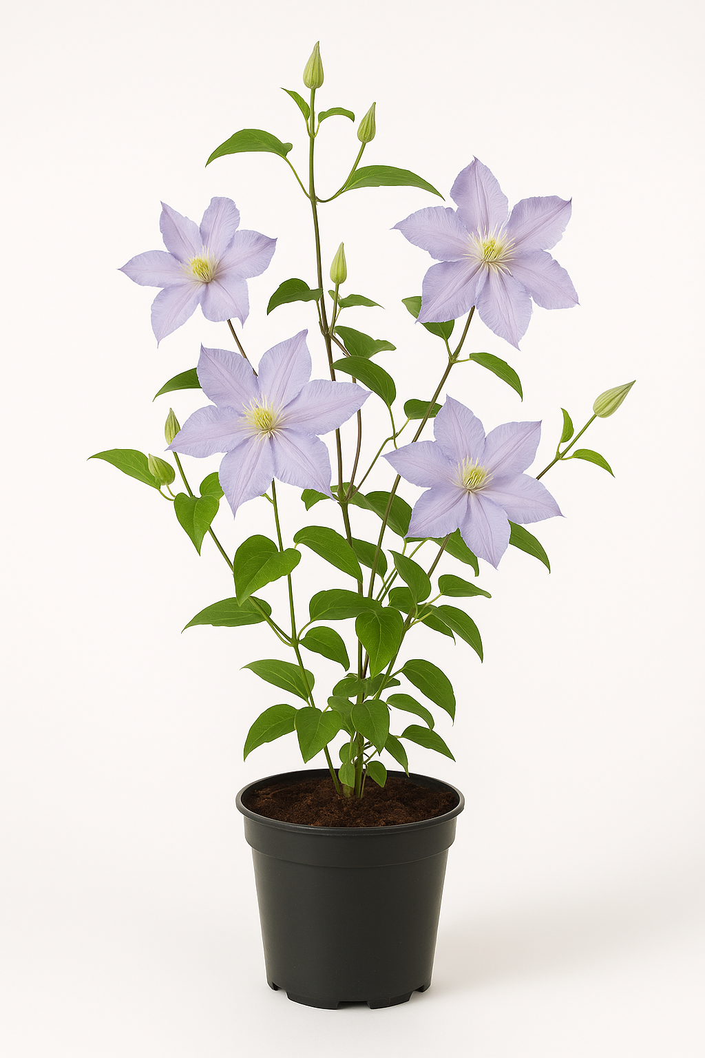 Clematis viticella ‘Blekitny Aniol’ / ‘Blue Angel’ – lichtblaue großblumige Waldrebe – winterharte, stark wachsende Kletterpflanze für Zäune, Pergolen & Rankhilfen