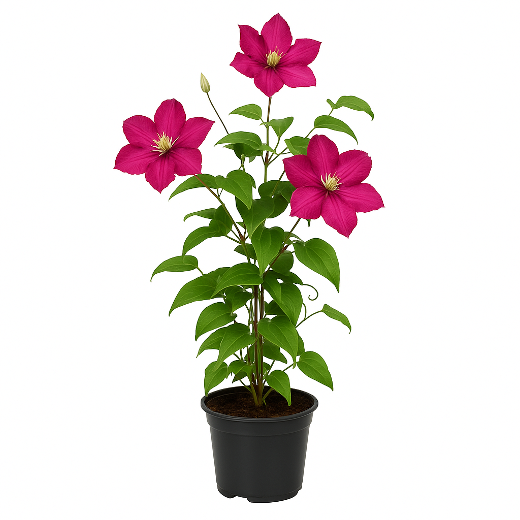 Clematis ‘Ville de Lyon’ – großblumige purpurrote Waldrebe – winterharte Kletterpflanze für Pergola, Zaun & Kübel – blüht Juni–September