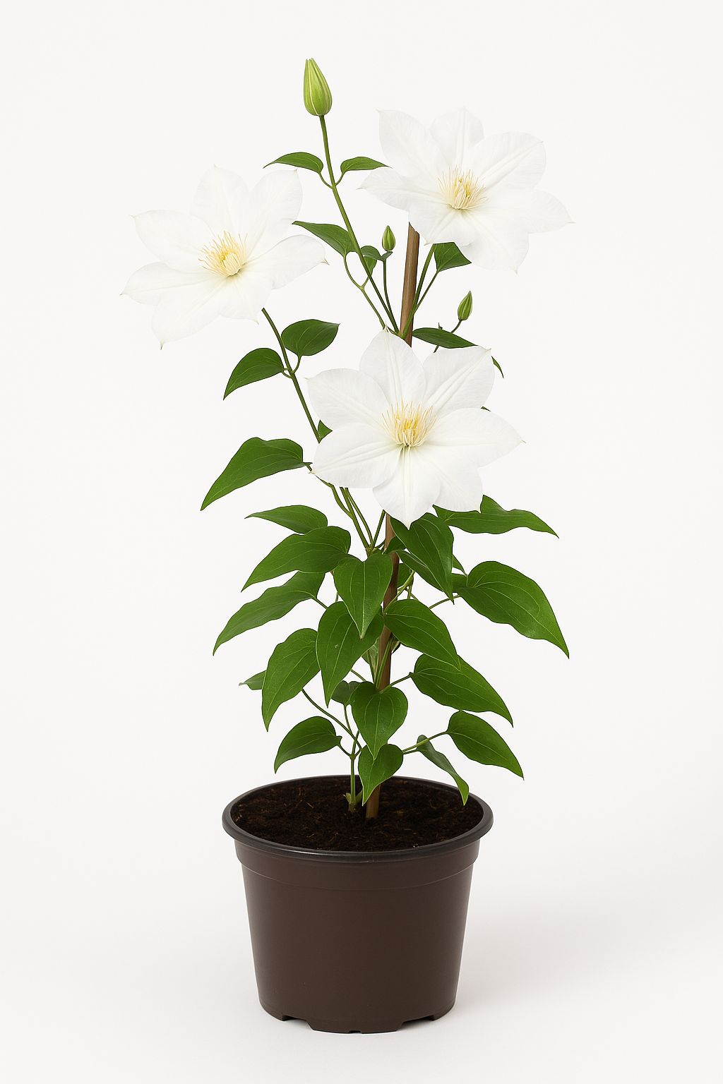 Clematis x cultorum 'Apollonia' – Großblumige Waldrebe mit weißen Blüten – winterharte Kletterpflanze – ideal für Zaun, Pergola, Balkon & Kübel