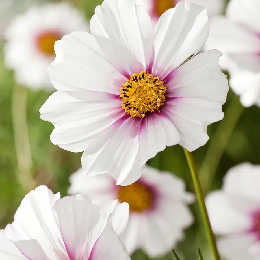 Cosmos bipinnatus Daydream – Kosmee Samen – Pastellrosa Blüten mit Farbverlauf – Extra hohe Sommerblume – Ideal für Beet, Garten & romantische Schnittblumen