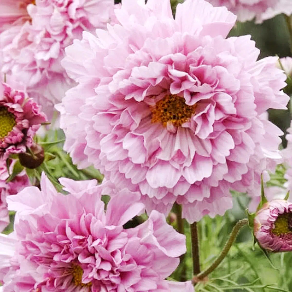 Cosmos bipinnatus Double Click Rose Bonbon – Kosmee Samen – Stark gefüllte rosa Blüten – Hohe Sommerblume – Ideal für Beet, Garten & Schnittblumen