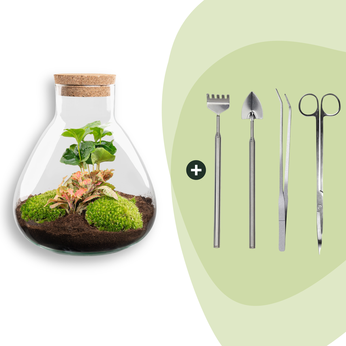 Flaschengarten Sammie Coffea – DIY Bausatz Terrarium – ↕26cm – Do It Yourself Pflanzen – Set mit Korkdeckel – Ansicht 9
