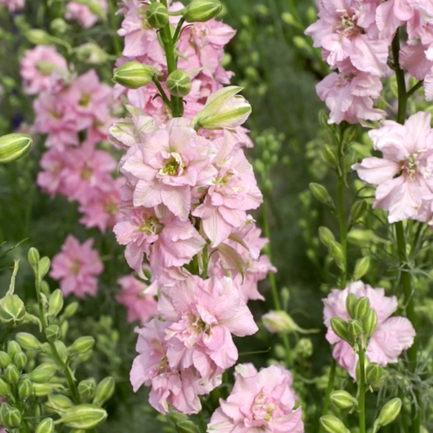 Delphinium consolida QIS Rose Samen – Rittersporn Altrosa – 100 Korn – Gefüllte Blüten – Cool Flower – Schnitt- & Trockenblume – Sommerblüher für Garten & Beet – Wuchshöhe bis 100cm