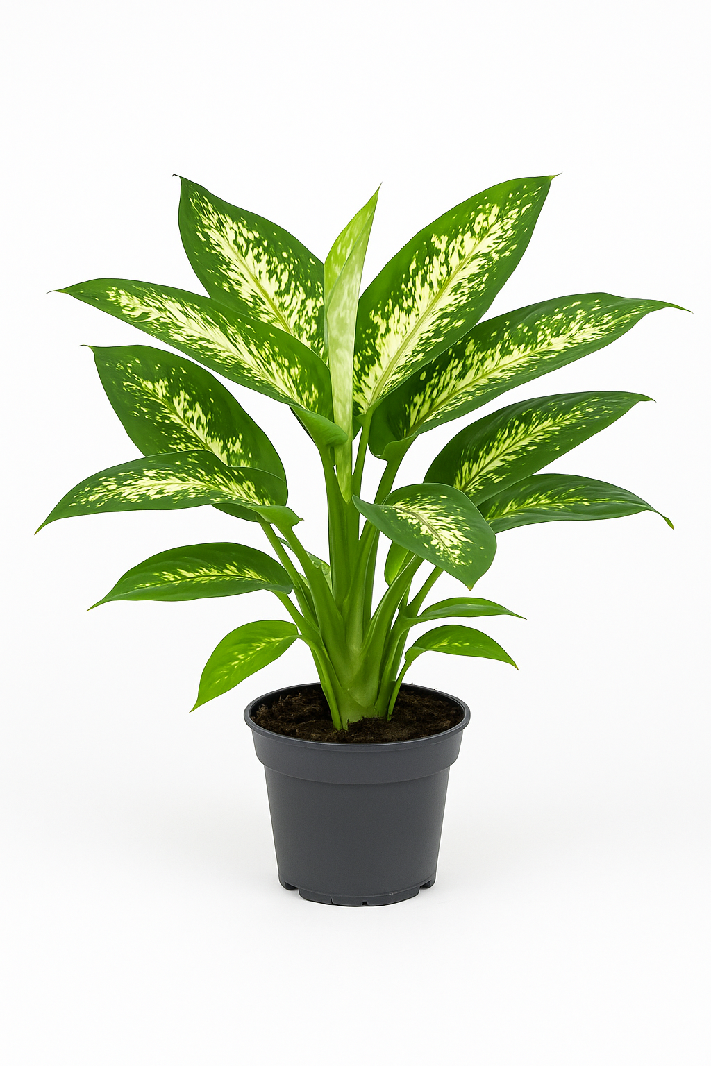 Dieffenbachie (Dieffenbachia) – 6 Pflanzen – immergrüne Zimmerpflanze mit weiß gefleckten Blättern – dekorative tropische Blattschmuckpflanze für helle Innenräume – pflegeleicht & luftreinigend