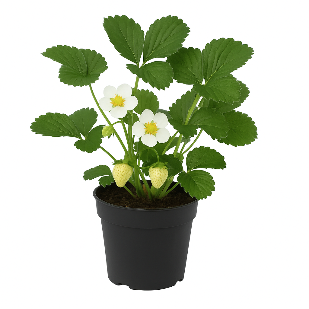 Erdbeere – Fragaria x ananassa „Ananascocoserdbeere“ – 3 Pflanzen – seltene weiße Erdbeere mit Ananas-Kokos-Aroma – mehrjährig & winterhart – aromatische Sorte für Garten & Balkon