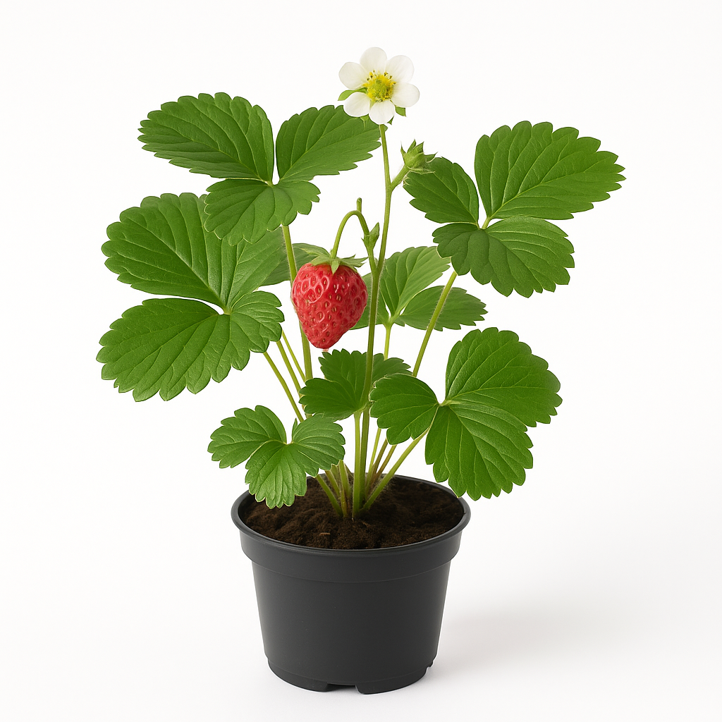 Erdbeere – Fragaria x ananassa „Deutsche Gewürzerdbeere“ – 3 Pflanzen – aromatische, traditionelle Sorte mit intensiven Fruchtaromen – ideal für Beet, Balkon & Hochbeet – Bestäubersorte erforderlich