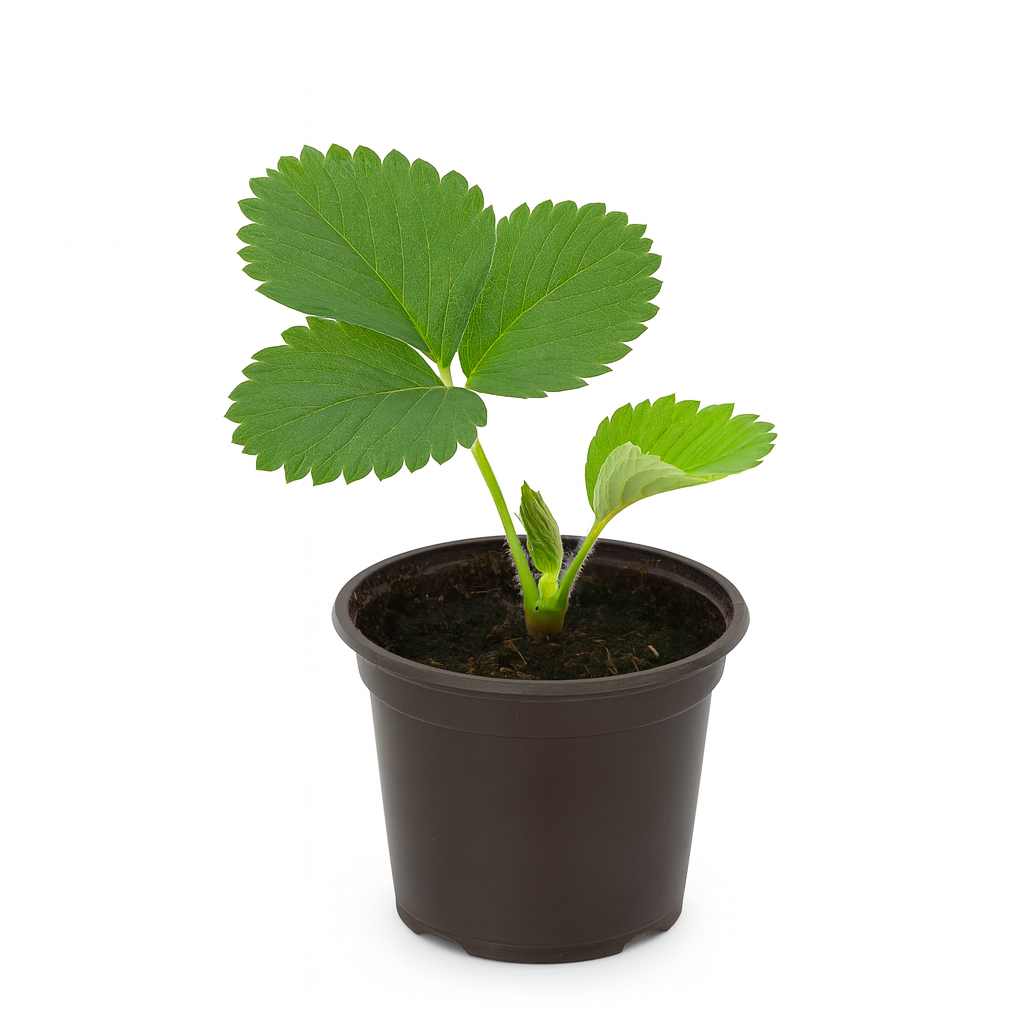 Erdbeere Fragaria x Ananassa Herzbergs Triumph – 3 Pflanzen – Lang tragende Sorte Juni–Oktober – Aromatische Gartenerdbeere für sonnige bis halbschattige Standorte – Für Beete, Balkon & Hochbeet