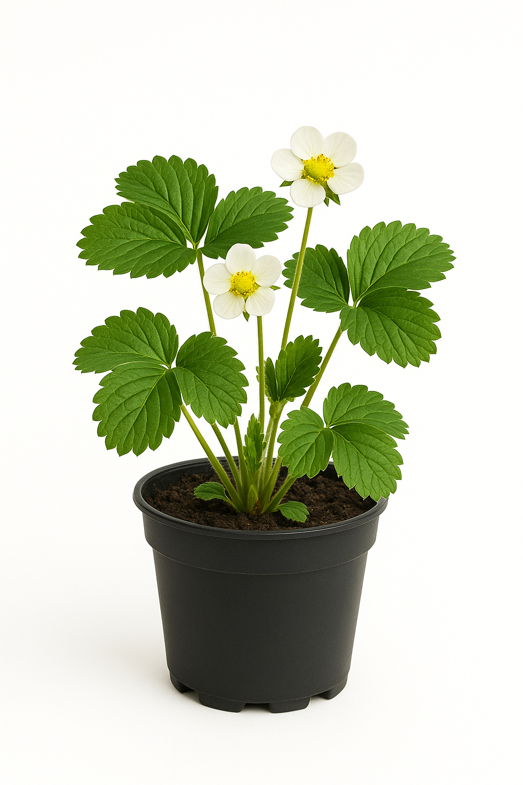 Erdbeere Fragaria x Ananassa Macherrauchs Marieva – 3 Pflanzen – Süß-aromatische Gartenerdbeere für sonnige bis halbschattige Standorte – Frühe Ernte im Juni – Ideal für Beete & Hochbeete