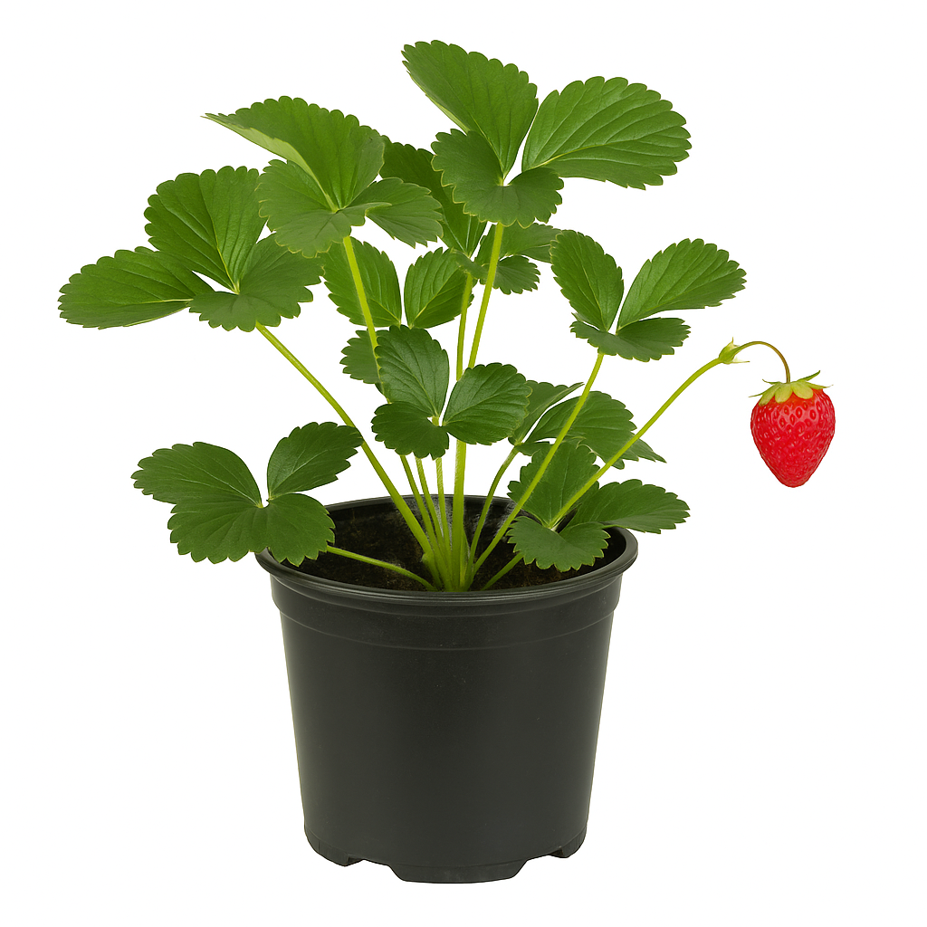 Erdbeere Fragaria x ananassa 'Senga Sengana' – 3 Pflanzen – aromatische, ertragreiche Gartenerdbeere – bewährte mittelfrühe Sorte mit süßen Früchten – winterhart & pflegeleicht