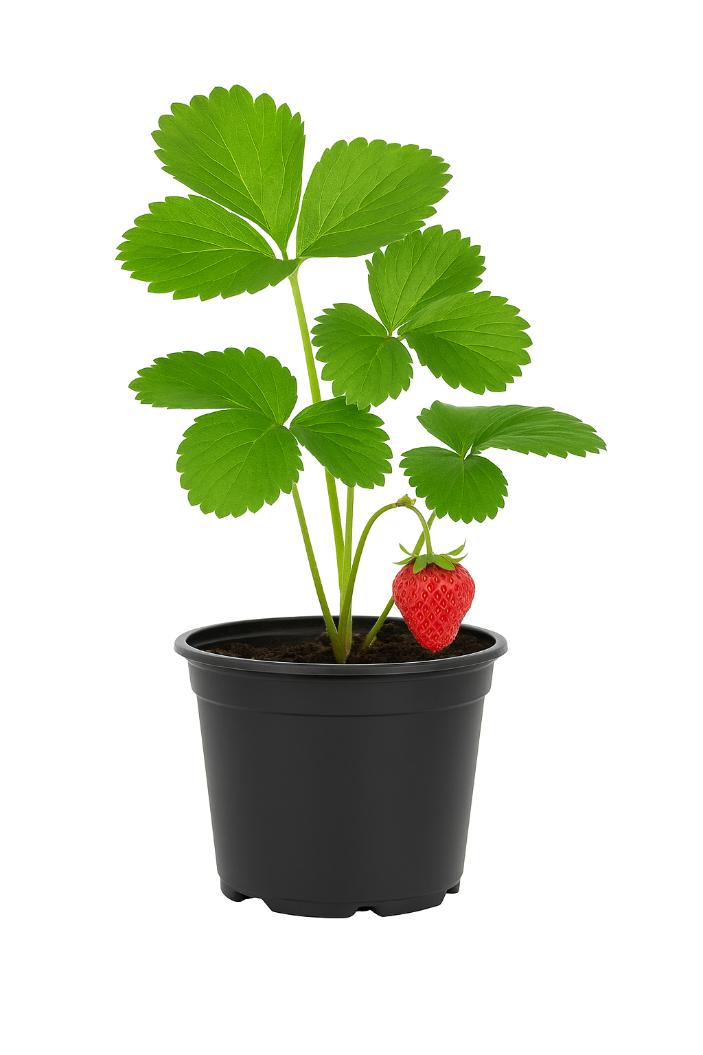 Erdbeere Fragaria x ananassa ‘Symphony’ (S) – 3 Pflanzen – aromatische Frühsorte mit süßen, saftigen Erdbeeren – winterhart & robust – ideal für Garten, Hochbeet & Balkon