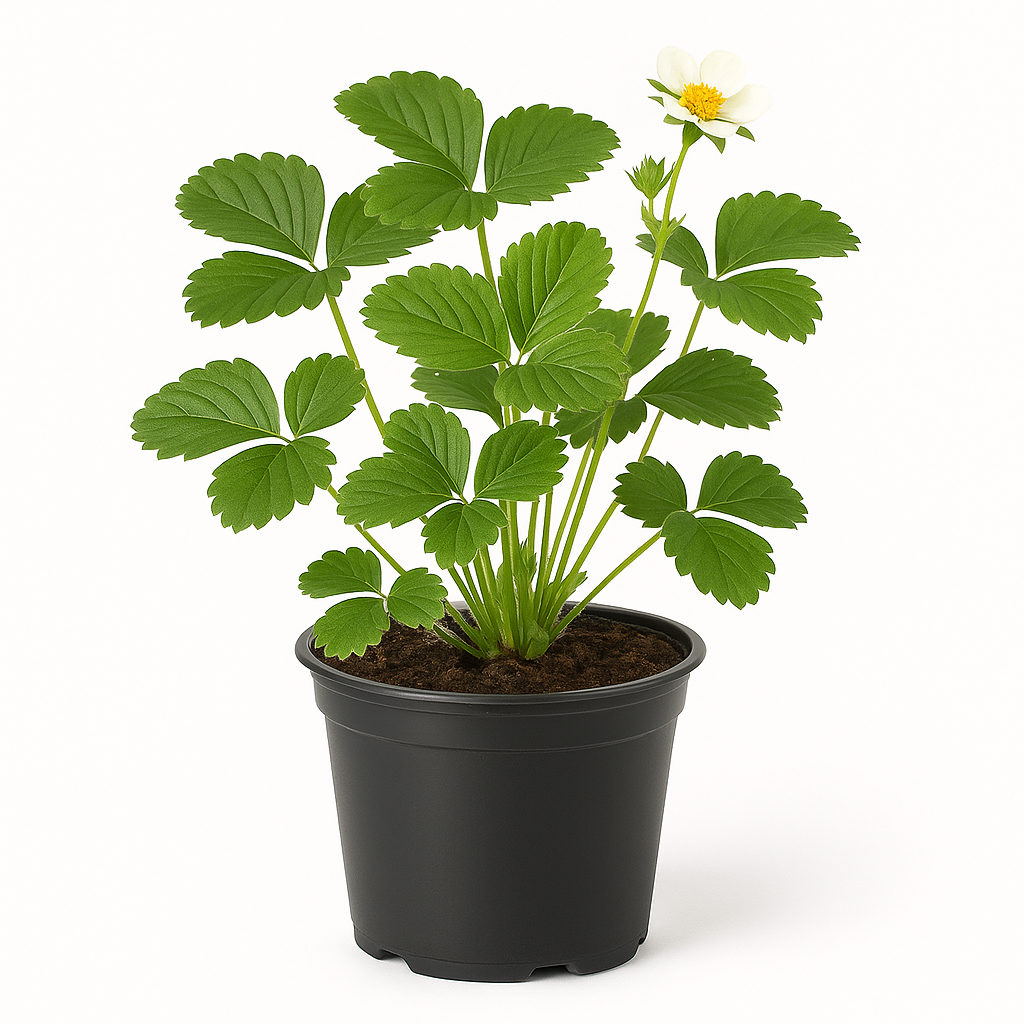 Erdbeere „Elsanta“ (Fragaria x ananassa) – 3 Pflanzen – Klassiker mit großen, süß-aromatischen Früchten – Hoher Ertrag, robust & winterhart – Ideal für Garten, Beet & Balkon